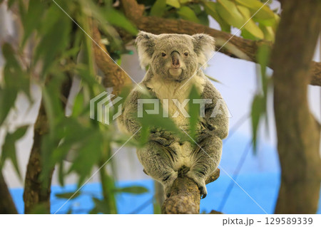 多摩動物公園 コアラ / Koala 129589339