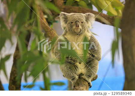 多摩動物公園 コアラ / Koala 多摩動物公園 コアラ / Koala 129589340