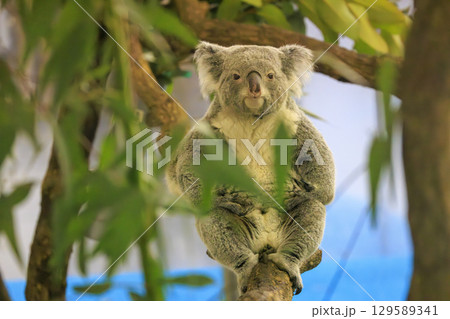 多摩動物公園 コアラ / Koala 多摩動物公園 コアラ / Koala 129589341