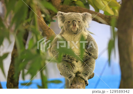 多摩動物公園 コアラ / Koala 多摩動物公園 コアラ / Koala 129589342