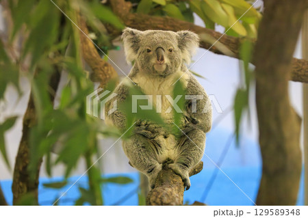 多摩動物公園 コアラ / Koala 129589348