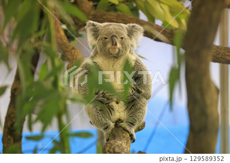 多摩動物公園 コアラ / Koala 多摩動物公園 コアラ / Koala 129589352