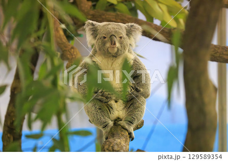 多摩動物公園 コアラ / Koala 129589354