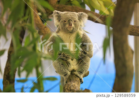 多摩動物公園 コアラ / Koala 129589359
