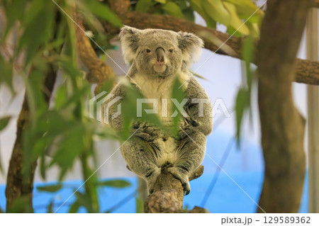 多摩動物公園 コアラ / Koala 129589362