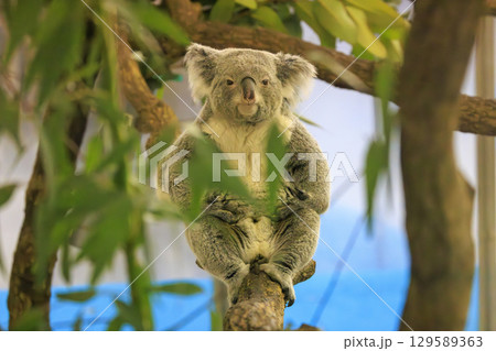 多摩動物公園 コアラ / Koala 129589363