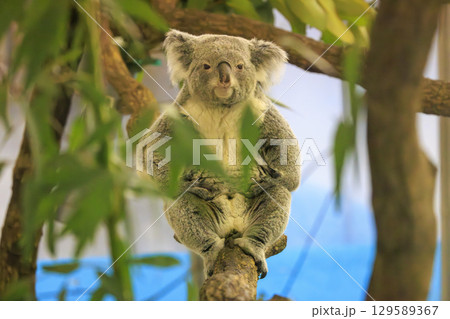 多摩動物公園 コアラ / Koala 129589367