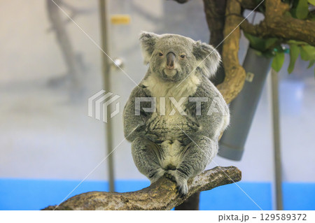 多摩動物公園 コアラ / Koala 129589372