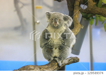 多摩動物公園 コアラ / Koala 多摩動物公園 コアラ / Koala 129589374