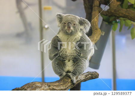 多摩動物公園 コアラ / Koala 129589377