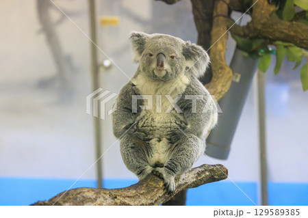 多摩動物公園 コアラ / Koala 多摩動物公園 コアラ / Koala 129589385