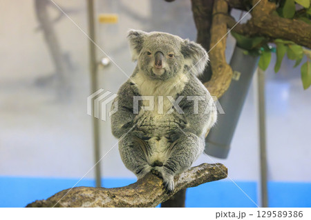多摩動物公園 コアラ / Koala 多摩動物公園 コアラ / Koala 129589386