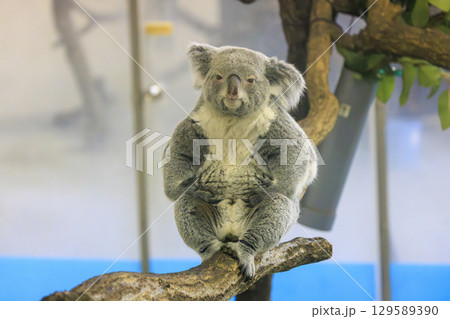 多摩動物公園 コアラ / Koala 多摩動物公園 コアラ / Koala 129589390