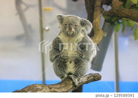 多摩動物公園 コアラ / Koala 多摩動物公園 コアラ / Koala 129589391