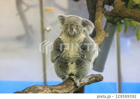 その他 koara 多摩動物公園 コアラ / Koalaの写真素材 [129589392] - PIXTA