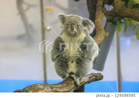 多摩動物公園 コアラ / Koala 129589395