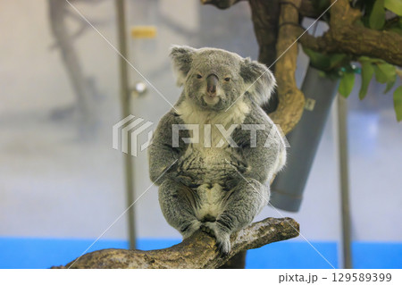 多摩動物公園 コアラ / Koala 129589399