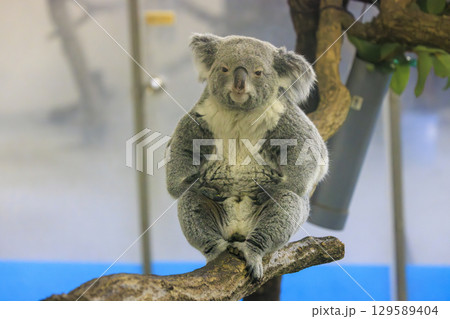多摩動物公園 コアラ / Koala 多摩動物公園 コアラ / Koala 129589404