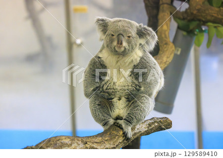 多摩動物公園 コアラ / Koala 129589410