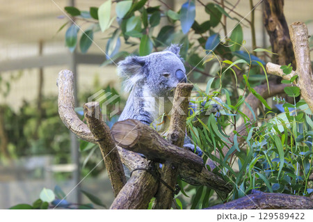 多摩動物公園 コアラ / Koala 129589422