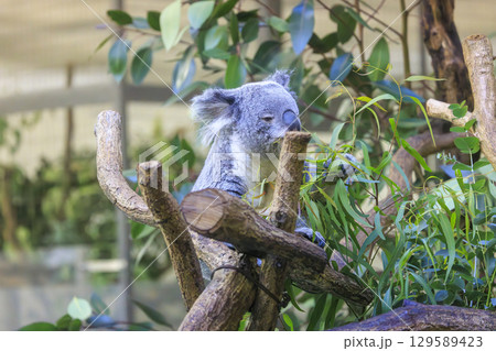 多摩動物公園 コアラ / Koala 129589423