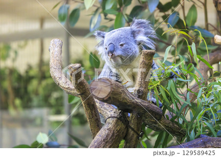 多摩動物公園 コアラ / Koala 129589425