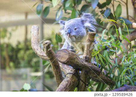 多摩動物公園 コアラ / Koalaの写真素材 [129589426] - PIXTA