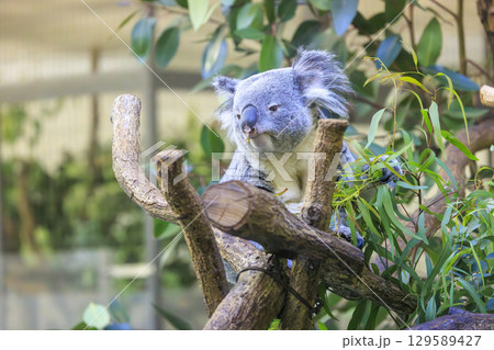 多摩動物公園 コアラ / Koala 129589427