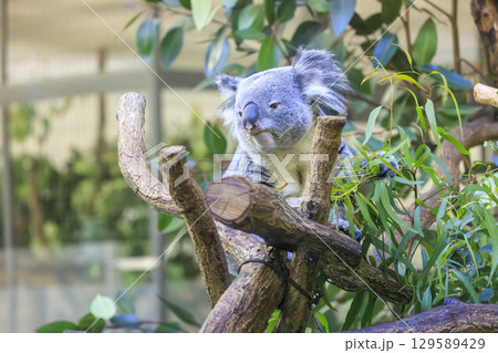 多摩動物公園 コアラ / Koala 129589429