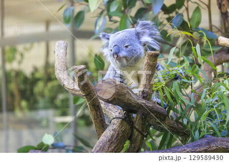 多摩動物公園 コアラ / Koala 129589430