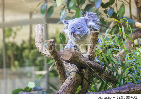 多摩動物公園 コアラ / Koala 129589432
