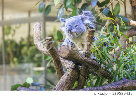 多摩動物公園 コアラ / Koala 129589433
