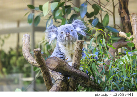 多摩動物公園 コアラ / Koala 多摩動物公園 コアラ / Koala 129589441