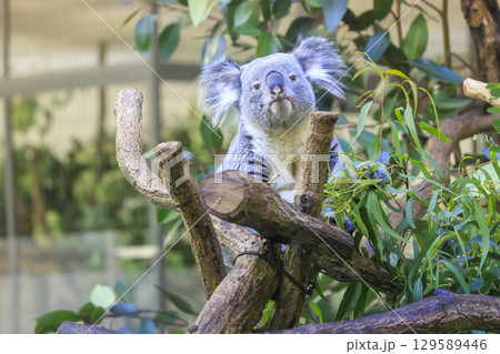 多摩動物公園 コアラ / Koala 129589446
