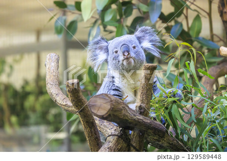 多摩動物公園 コアラ / Koala 多摩動物公園 コアラ / Koala 129589448
