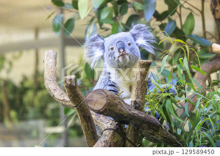 多摩動物公園 コアラ / Koala 129589450