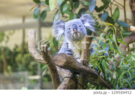 多摩動物公園 コアラ / Koala 129589452