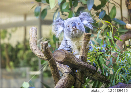 多摩動物公園 コアラ / Koala 129589456