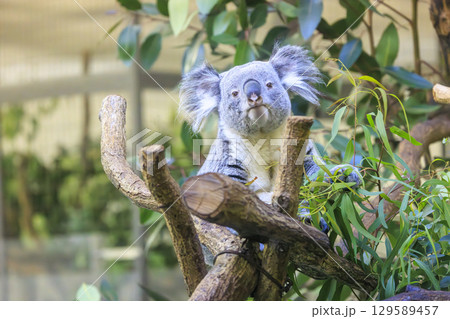 多摩動物公園 コアラ / Koala 129589457