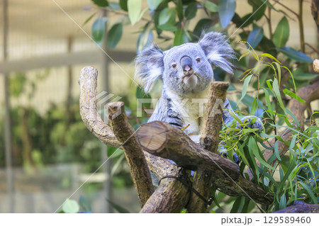 多摩動物公園 コアラ / Koala 129589460