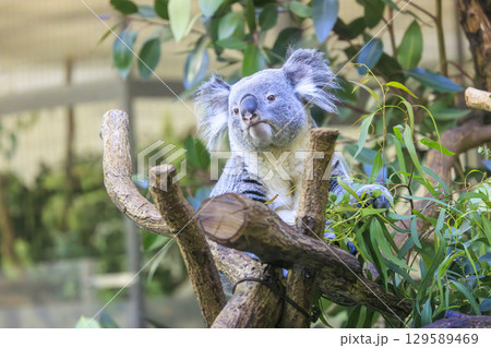 多摩動物公園 コアラ / Koala 129589469