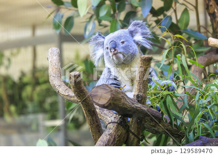 多摩動物公園 コアラ / Koala 129589470