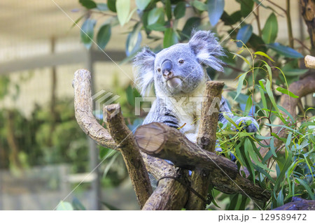 多摩動物公園 コアラ / Koala 多摩動物公園 コアラ / Koala 129589472