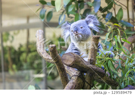 多摩動物公園 コアラ / Koala 129589479