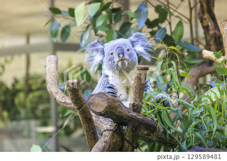 多摩動物公園 コアラ / Koala 多摩動物公園 コアラ / Koala 129589481