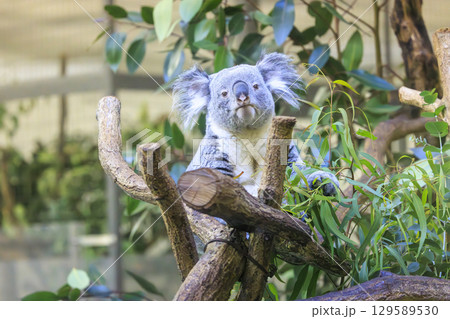 多摩動物公園 コアラ / Koala 129589530