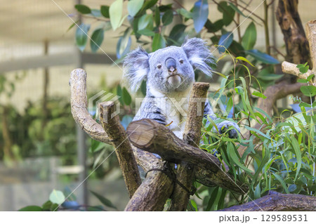 多摩動物公園 コアラ / Koala 129589531