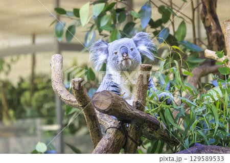 多摩動物公園 コアラ / Koala 129589533