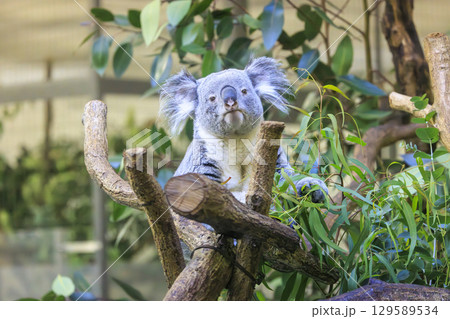 多摩動物公園 コアラ / Koala 129589534