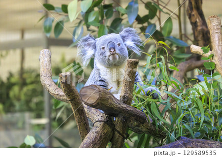 多摩動物公園 コアラ / Koala 129589535